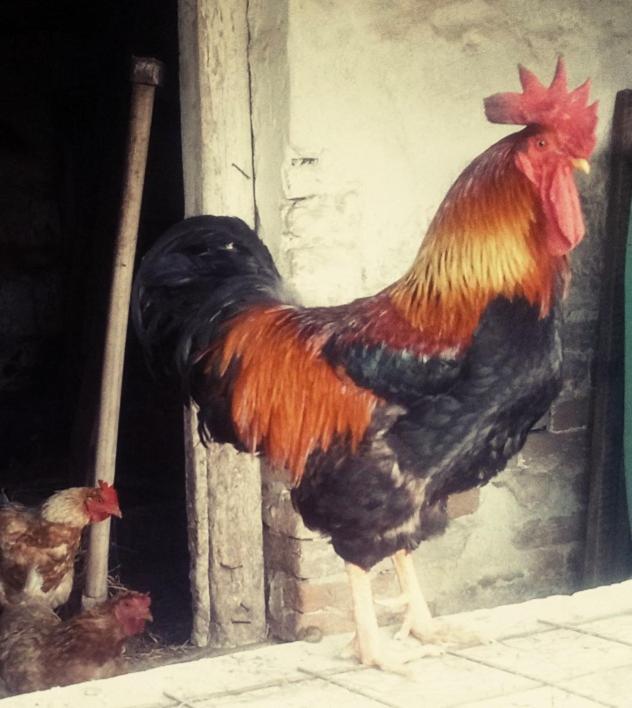 Hotel Jurtafarm Rackeve - A Nomad Luxus Exteriér fotografie