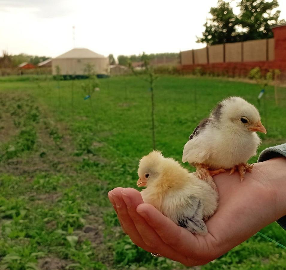 Hotel Jurtafarm Rackeve - A Nomad Luxus Exteriér fotografie